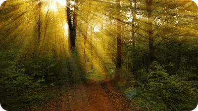 outdoor photo of a wooded area with sun rays coming through the trees