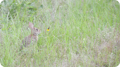 rabbit in a field
