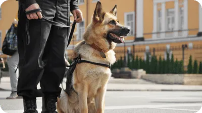 German Shepherd Dog