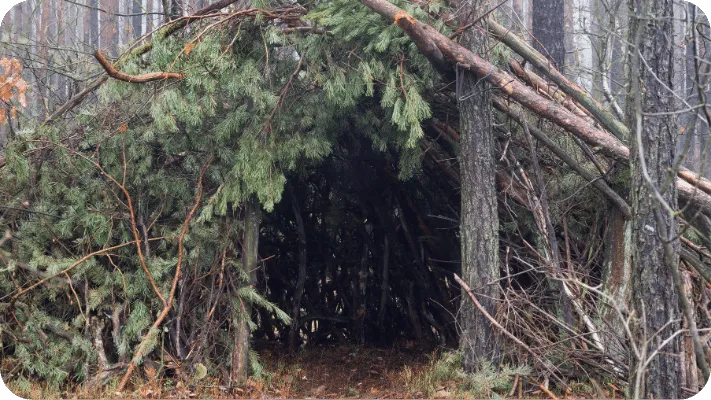 Bushcraft shelter built in the middle of a pine tree forest