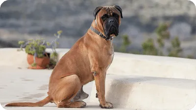Bullmastiffs