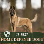 Best Home Defense Dogs