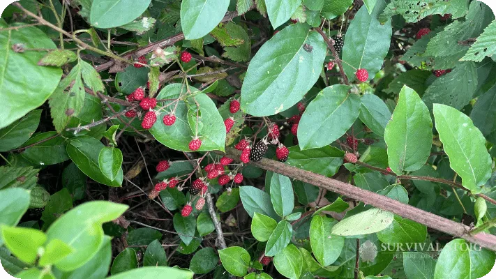 The author's picture of berries growing in the wild while foraging for food